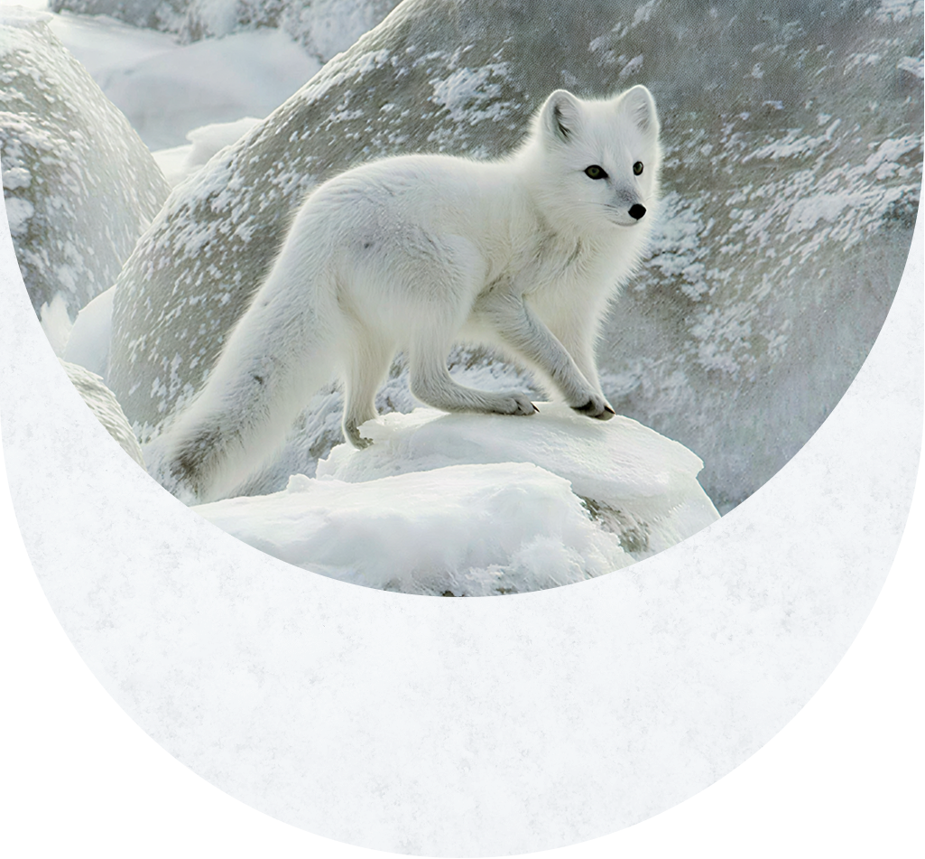 Snow texture overlay